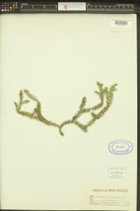 Lycopodium clavatum image