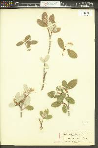 Salix vestita image