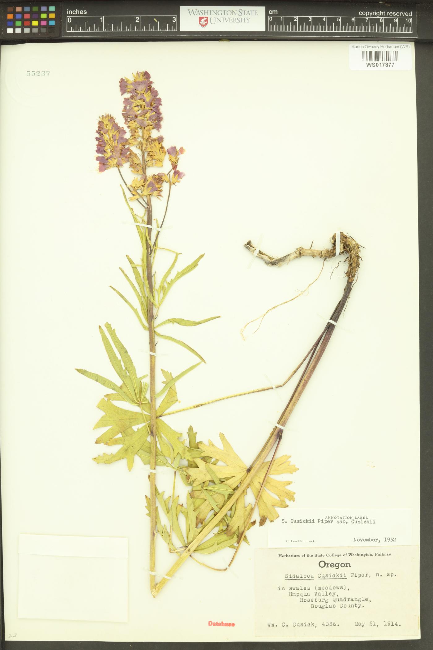 Sidalcea cusickii image