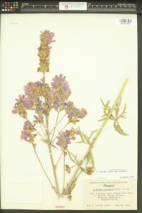 Sidalcea cusickii image