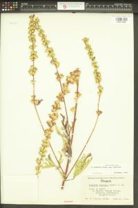 Sidalcea cusickii image