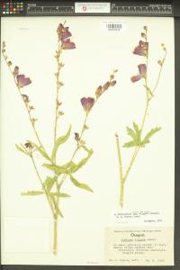 Sidalcea asprella image
