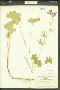 Sidalcea asprella image