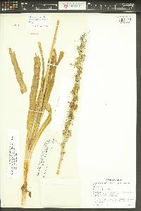 Camassia quamash image