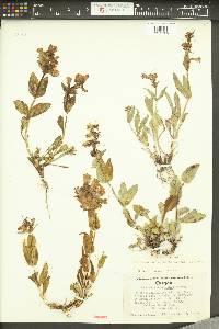 Penstemon payettensis image