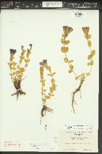 Gentiana calycosa image