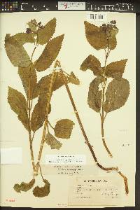 Stachys cooleyae image