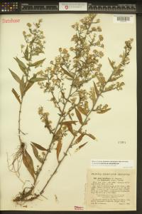Symphyotrichum lateriflorum image