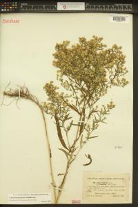 Symphyotrichum lateriflorum image