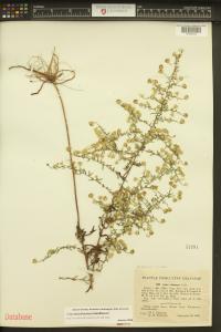 Symphyotrichum lateriflorum image