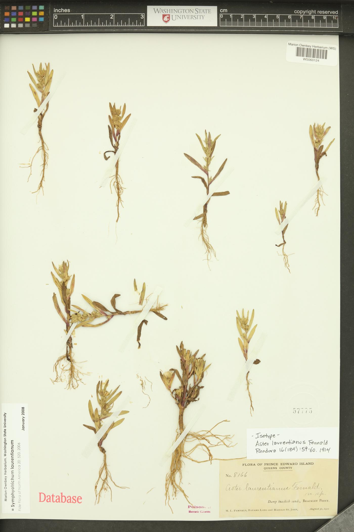 Aster laurentianus image