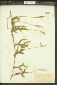 Lycopodium clavatum image