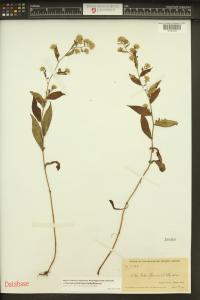 Symphyotrichum lateriflorum image
