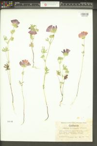 Sidalcea diploscypha image