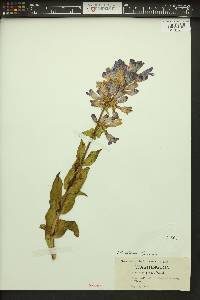 Penstemon pennellianus image