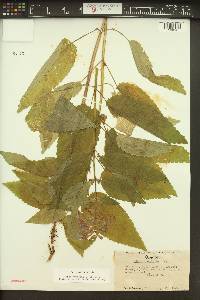 Stachys cooleyae image