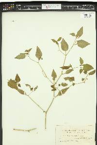 Capsicum baccatum image