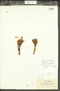 Orobanche californica image