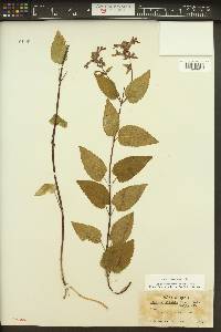 Stachys cooleyae image