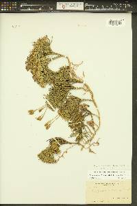 Diphasiastrum tristachyum image