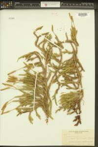 Lycopodium lagopus image