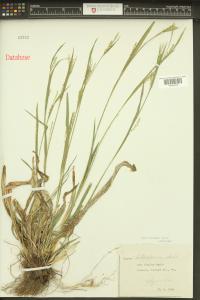 Carex striatula image