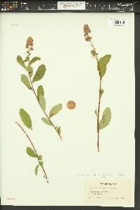 Spiraea douglasii var. menziesii image