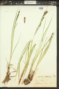 Carex sitchensis image