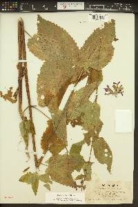 Stachys cooleyae image