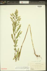 Symphyotrichum lanceolatum image