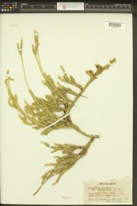Lycopodium clavatum image