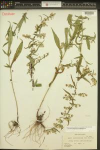 Symphyotrichum lateriflorum image