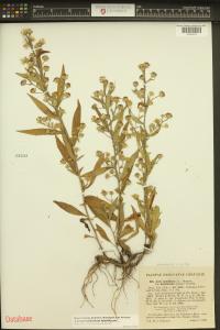 Symphyotrichum lateriflorum image