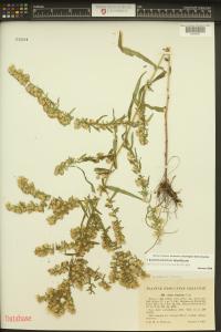 Symphyotrichum lateriflorum image
