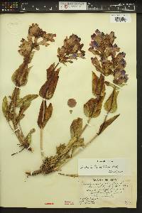 Penstemon pennellianus image