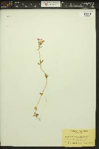 Centaurium erythraea image