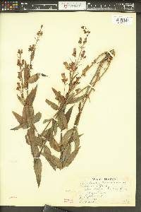 Penstemon venustus image