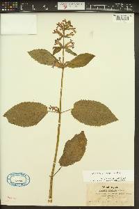 Stachys cooleyae image