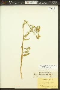 Amsinckia spectabilis image