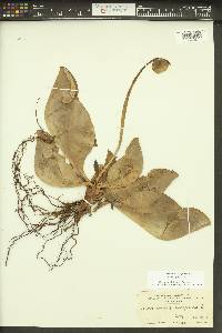 Sarracenia purpurea image
