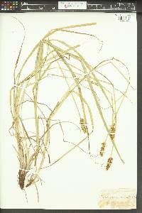 Carex alopecoidea image