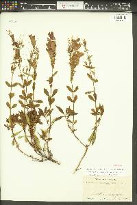 Penstemon fruticosus image
