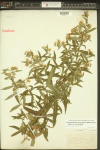 Symphyotrichum lanceolatum image