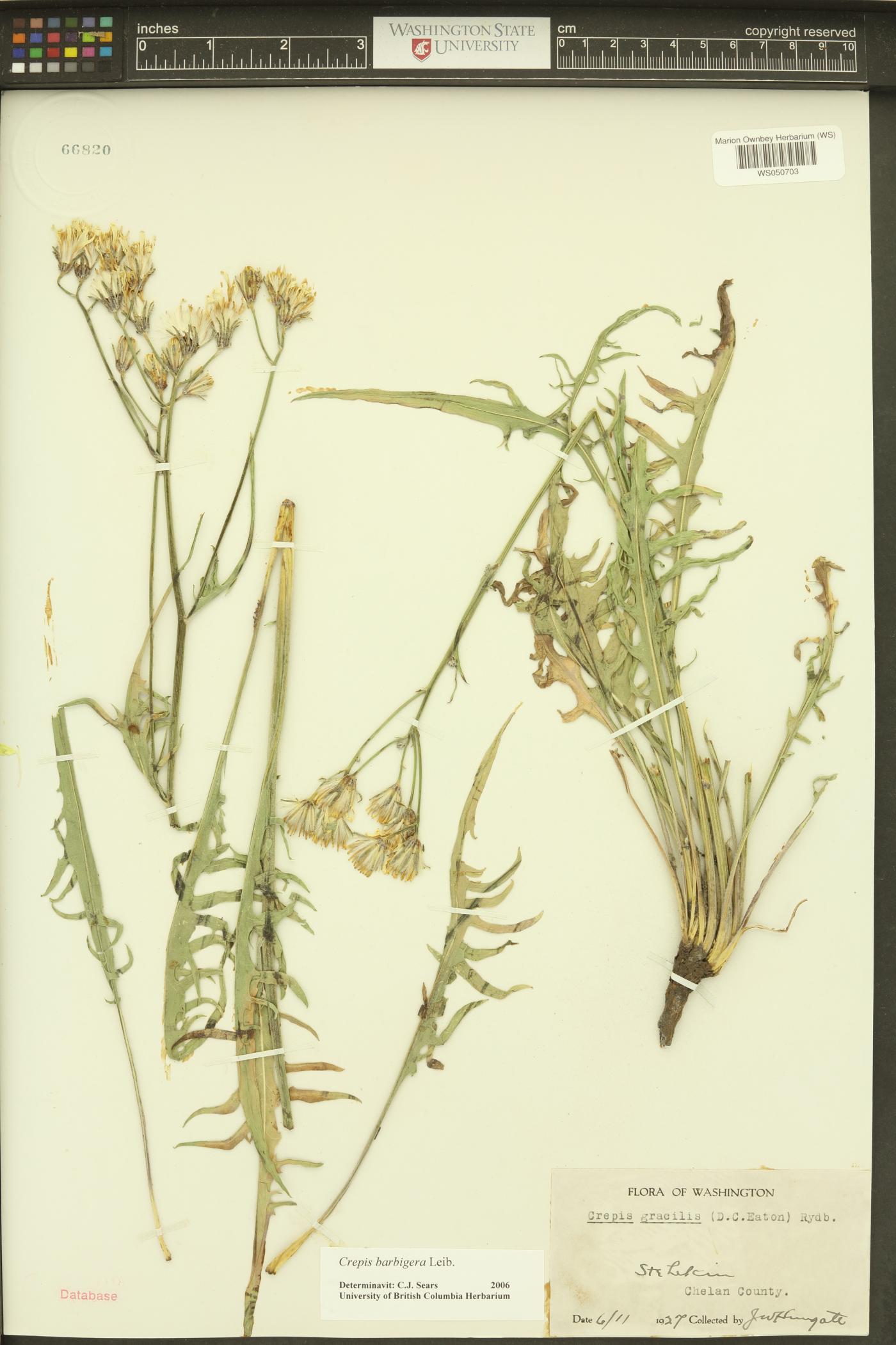 Crepis barbigera image