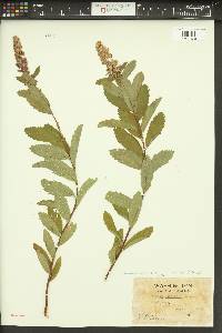 Spiraea douglasii var. menziesii image