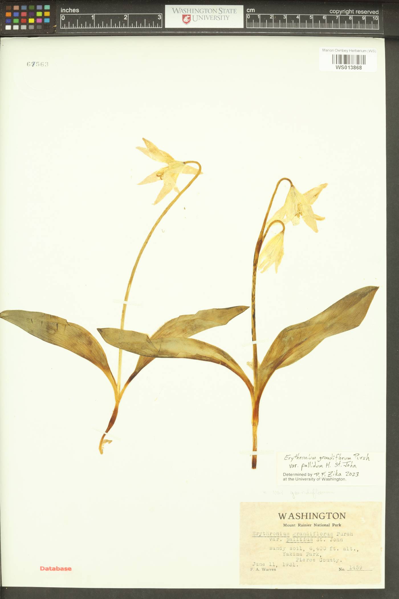 Erythronium grandiflorum var. pallidum image