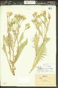 Crepis bakeri image