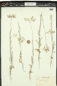 Eriogonum annuum image