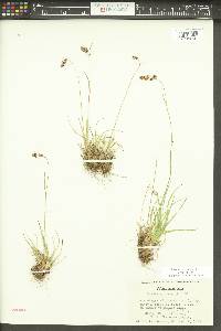 Luzula spicata image