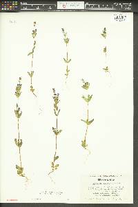 Gentianella amarella image